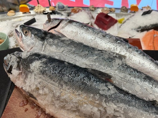 WOENSDAG 12 AUGUSTUS LAATSTE MAAL WILDE ZALM